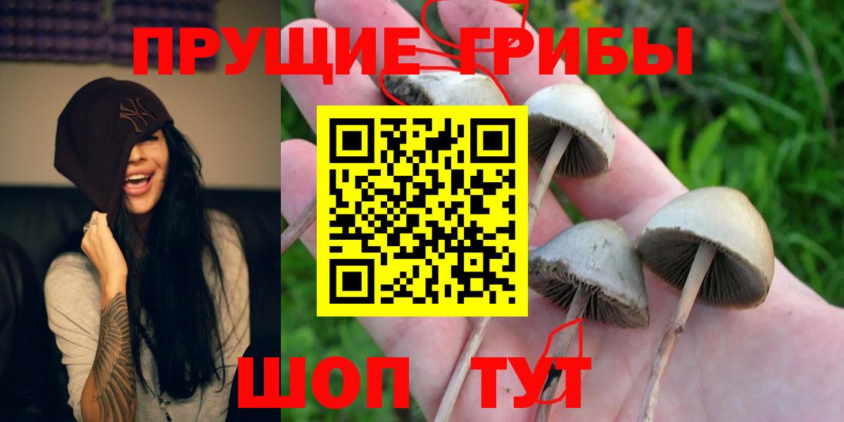 Псилоцибиновые грибы Psilocybe  Вход с VPN  Ачинск  где купить наркотик  Галлюциногенные грибы ЛСД 